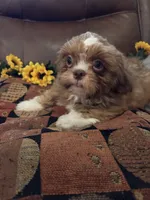 MILO, a male Shih Tzu for sale in Buda, TX – 6 of 7