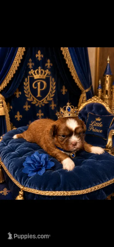 PRINCE – Shih Tzu puppy for sale in Buda, TX