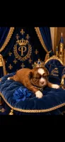 PRINCE, a male Shih Tzu for sale in Buda, TX – 1 of 5