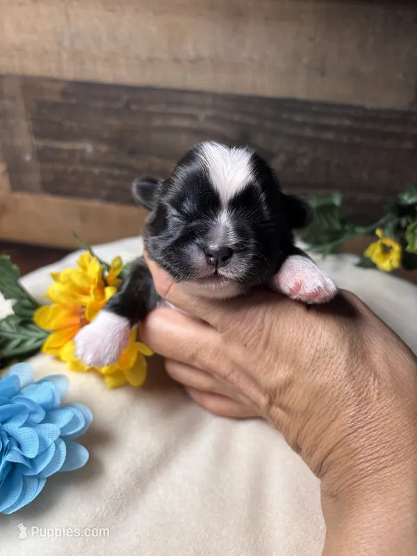 LiL cowboy – Shih Tzu puppy for sale in Buda, TX