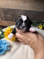 LiL cowboy, a male Shih Tzu for sale in Buda, TX – 1 of 4