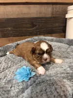 PRINCE, a male Shih Tzu for sale in Buda, TX – 4 of 5