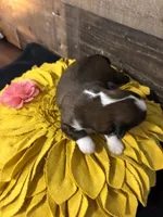 Miracle, a female Shih Tzu for sale in Buda, TX – 3 of 4