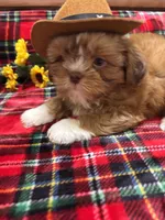 LIL COWBOY, a male Shih Tzu for sale in Buda, TX – 3 of 4
