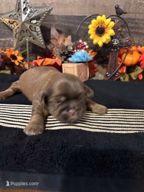 Chico – Shih Tzu puppy for sale in Buda, TX