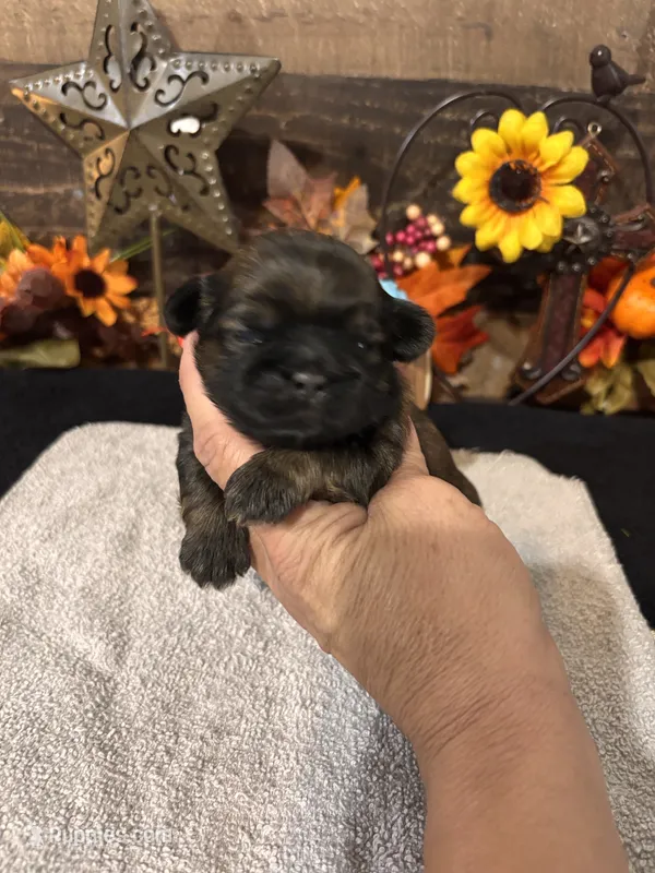 Hershey – Shih Tzu puppy for sale in Buda, TX