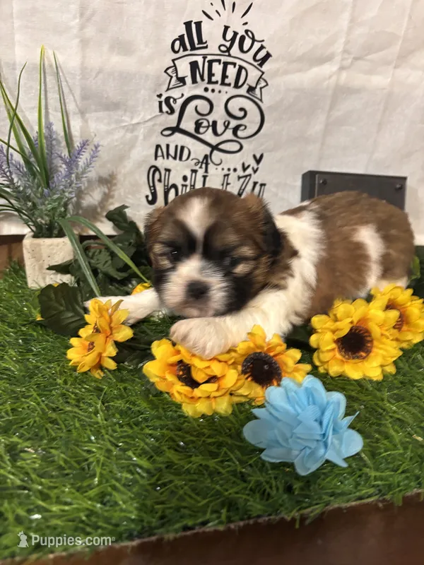 Amigo – Shih Tzu puppy for sale in Buda, TX