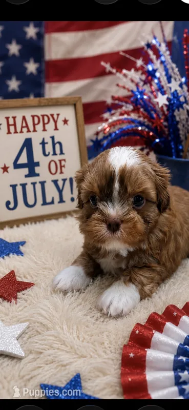 Milo – Shih Tzu puppy for sale in Buda, TX