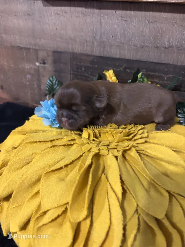 Chico – Shih Tzu puppy for sale in Buda, TX