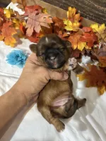 Milo, a male Shih Tzu for sale in Buda, TX – 3 of 4