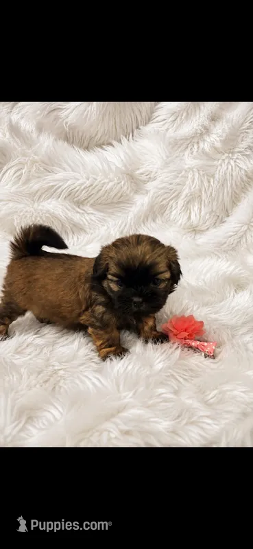 Estrelita – Shih Tzu puppy for sale in Buda, TX