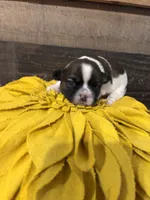 Lola, a female Shih Tzu for sale in Buda, TX – 4 of 4