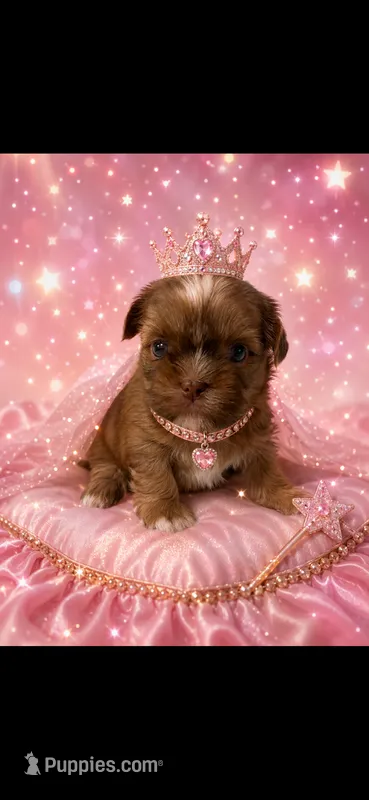 PRINCESS – Shih Tzu puppy for sale in Buda, TX