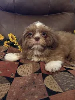 MILO, a male Shih Tzu for sale in Buda, TX – 7 of 7