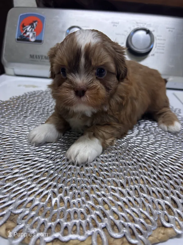 Milo – Shih Tzu puppy for sale in Buda, TX