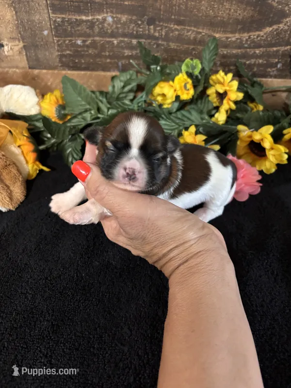 Hope – Shih Tzu puppy for sale in Buda, TX