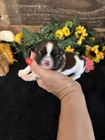 Hope, a female Shih Tzu for sale in Buda, TX – 5 of 5