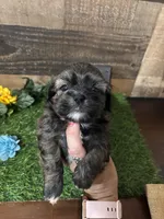 Gorgeous, a male Shih Tzu for sale in Buda, TX – 2 of 5