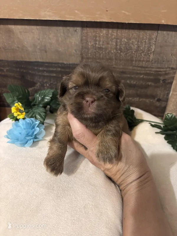 Chico – Shih Tzu puppy for sale in Buda, TX