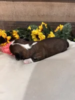 Love, a female Shih Tzu for sale in Buda, TX – 6 of 6