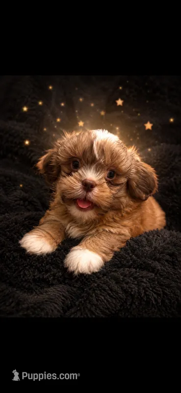 MILO – Shih Tzu puppy for sale in Buda, TX