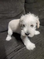 Miniature male , a male Miniature Schnauzer for sale in Hagerstown, IN – 6 of 6