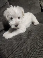 Miniature girl , a female Miniature Schnauzer for sale in Hagerstown, IN – 3 of 5