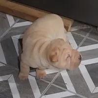 Cookie, a female Miniature Shar-Pei for sale in Hagerstown, IN – Photo 4 of 5