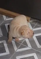 Cookie, a female Miniature Shar-Pei for sale in Hagerstown, IN – Photo 4 of 5