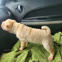 Cookie, a female Miniature Shar-Pei for sale in Hagerstown, IN – Photo 2 of 5