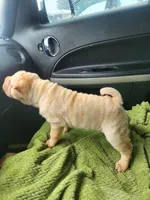 Cookie, a female Miniature Shar-Pei for sale in Hagerstown, IN – Photo 2 of 5