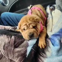 Cookie, a female Miniature Shar-Pei for sale in Hagerstown, IN – Photo 1 of 5