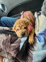 Cookie, a female Miniature Shar-Pei for sale in Hagerstown, IN – Photo 1 of 5