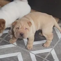 Cookie, a female Miniature Shar-Pei for sale in Hagerstown, IN – Photo 5 of 5