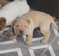 Cookie, a female Miniature Shar-Pei for sale in Hagerstown, IN – Photo 5 of 5