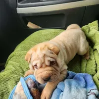 Cookie, a female Miniature Shar-Pei for sale in Hagerstown, IN – Photo 3 of 5