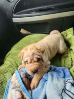 Cookie, a female Miniature Shar-Pei for sale in Hagerstown, IN – Photo 3 of 5