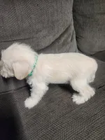 Miniature male , a male Miniature Schnauzer for sale in Hagerstown, IN – 5 of 6