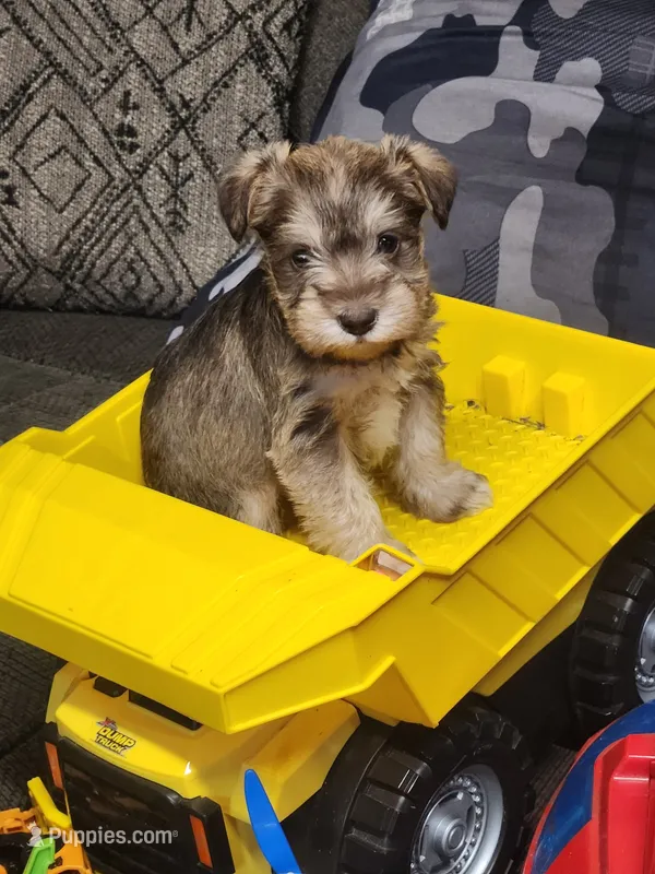 Miniature Schnauzer male  – Miniature Schnauzer puppy for sale in Hagerstown, IN