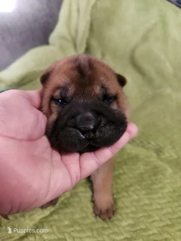 Green collar Choc boy 