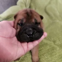 Green collar Choc boy , a male Miniature Shar-Pei for sale in Hagerstown, IN – Photo 1 of 6
