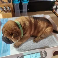 Green collar Choc boy , a male Miniature Shar-Pei for sale in Hagerstown, IN – Photo 2 of 6