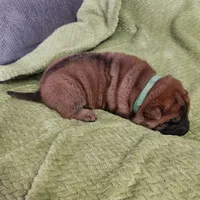 Green collar Choc boy , a male Miniature Shar-Pei for sale in Hagerstown, IN – Photo 3 of 6