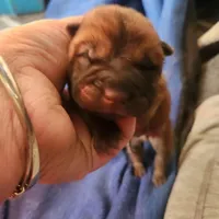 Green collar Choc boy , a male Miniature Shar-Pei for sale in Hagerstown, IN – Photo 5 of 6