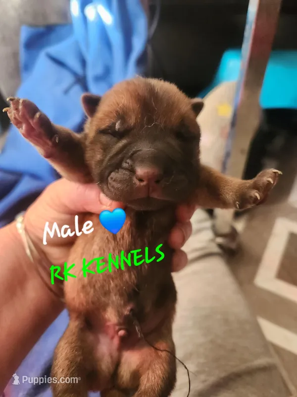 Green collar Choc boy 