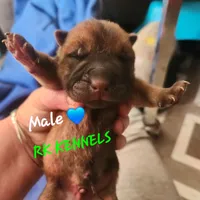 Green collar Choc boy , a male Miniature Shar-Pei for sale in Hagerstown, IN – Photo 4 of 6