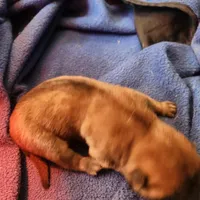 Green collar Choc boy , a male Miniature Shar-Pei for sale in Hagerstown, IN – Photo 6 of 6