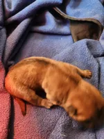 Green collar Choc boy , a male Miniature Shar-Pei for sale in Hagerstown, IN – Photo 3 of 3