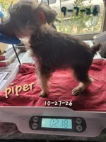 Miniature female Piper 🩷, a female Miniature Schnauzer for sale in Hagerstown, IN – 2 of 3