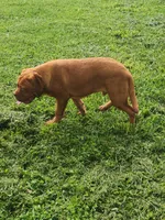 Zeus, a male Dogue de Bordeaux for sale in Hagerstown, IN – 3 of 4